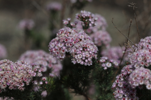 Verticordia plumosa observed 2026-10-18