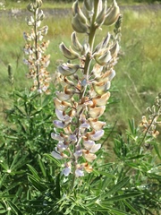 Lupinus albicaulis
