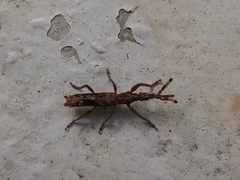 Ulocerus