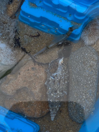 Thericium observed 2026-10-18