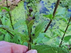 Cionus scrophulariae