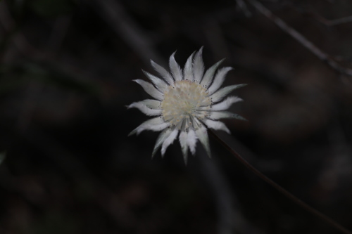 Actinotus leucocephalus, 2026-10-18