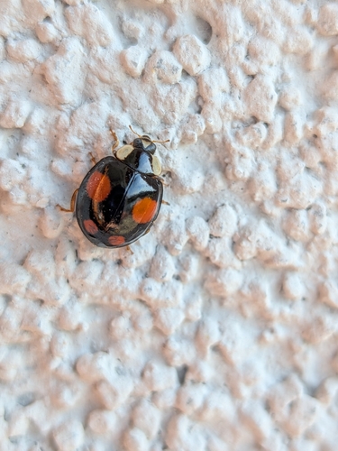 Asian Lady Beetle