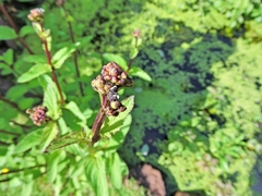 Cionus scrophulariae