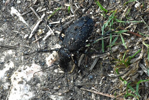 Leather Beetle
