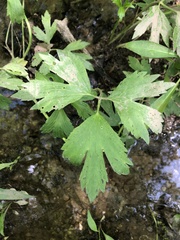 Ranunculus hispidus nitidus
