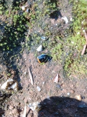 Cosmopepla conspicillaris