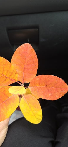 Smokebush