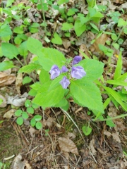 Scutellaria serrata