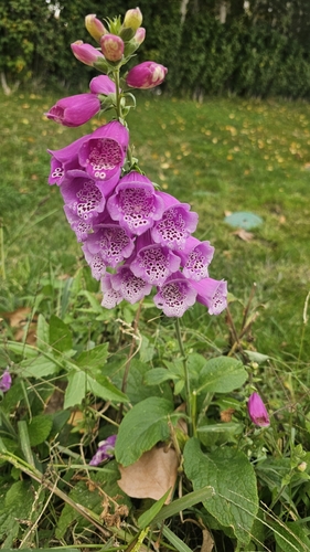 purple foxglove