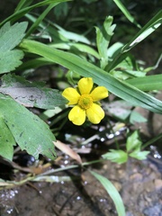 Ranunculus hispidus nitidus