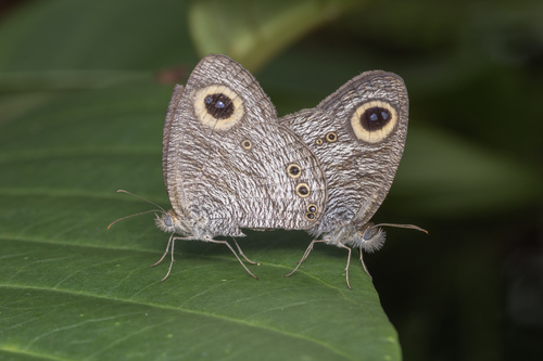 Ypthima horsfieldii