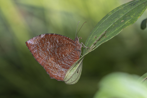 Elymnias hypermnestra