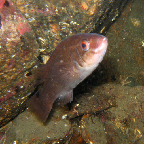 Goldsinny Wrasse, photo 9 of 10