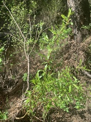 Salix arbusculoides