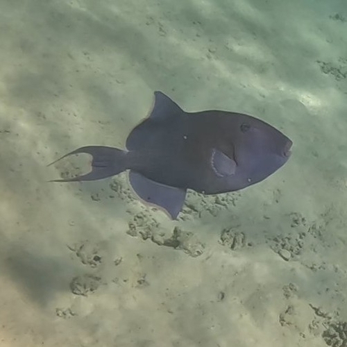 Odonus niger observed 2026-10-18