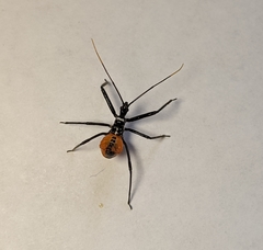 Arilus cristatus