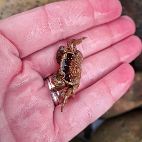 Cyclograpsus, 2026-10-18