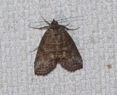 Calathusa hypotherma