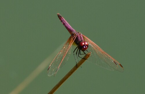 Violet Dropwing