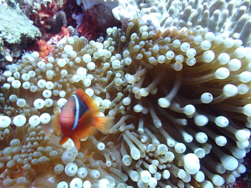 Amphiprion frenatus observed 2026-10-18