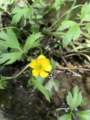 Ranunculus hispidus nitidus