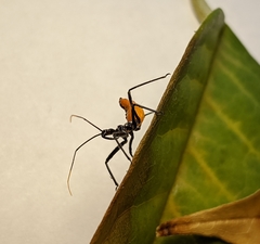Arilus cristatus