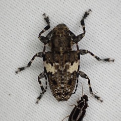 Aegomorphus quadrigibbus