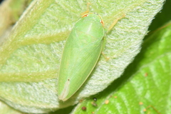 Krisnini