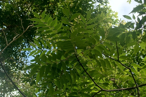Tetradium glabrifolium observed 2026-09-26