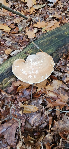 birch polypore