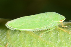 Krisnini