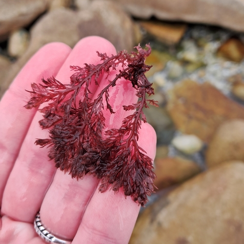 Plocamium observed 2026-10-18