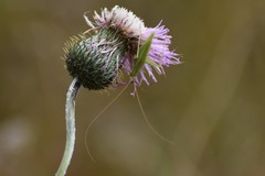 Oecanthus celerinictus