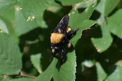 Laphria macquarti
