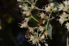 Vernonanthura cordata