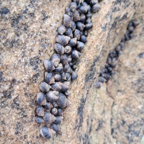 Afrolittorina knysnaensis observed 2026-10-18