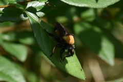 Laphria macquarti