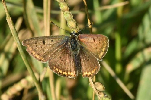 Sooty Copper
