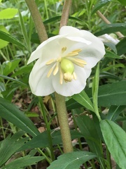 Podophyllum peltatum