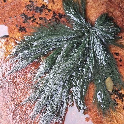 Chaetomorpha linum observed 2026-10-18
