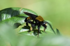 Laphria macquarti