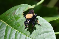 Laphria macquarti