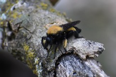 Laphria macquarti