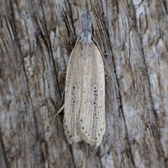 Dichomeris bipunctellus