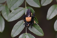 Laphria macquarti
