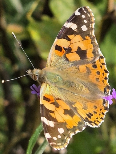 Painted Lady