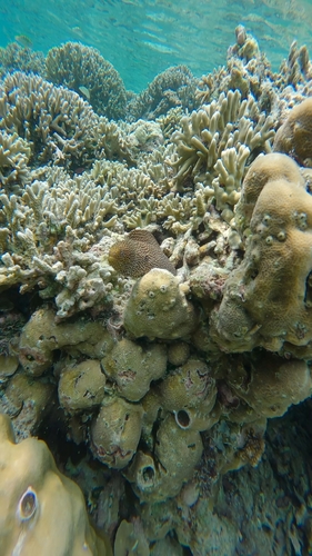 Gymnothorax meleagris observed 2026-10-14