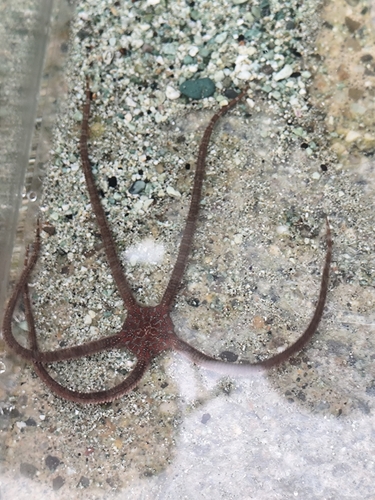 Ophioderma observed 2026-10-18