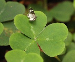 Trichodezia californiata